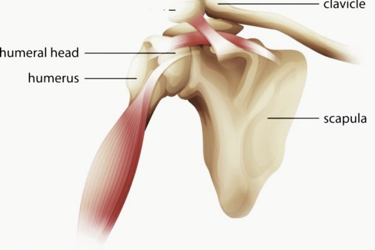 Bones of the Shoulder | Best Ortho Doctor in Bangalore