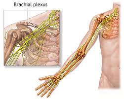 brachialis arthritisz