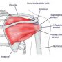 Structure of the Shoulder Joint