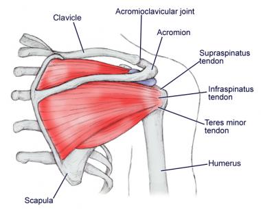 Shoulder Anatomy | Best Orthopaedic Doctor for Shoulder Problems ...